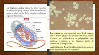 La tinción negativa facilita las observaciones
de la morfología y tamaño de las bacterias así
como la observación de la cápsula en algunas
especies bacterianas.
La cápsula es una estructura superficial mucosa,
más o menos gruesa que envuelve la pared celular
formada por polisacáridos o polipéptidos, que
confiere protección a las bacterias contra la
desecación y la fagocitosis.
A consecuencia de su elevado contenido en agua, se
tiñen débilmente por los colorantes.
 