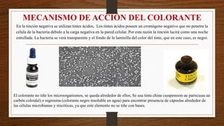 El colorante no tiñe los microorganismos, se queda alrededor de ellos, Se usa tinta china (suspensión de partículas de
carbón coloidal) o nigrosina (colorante negro insoluble en agua) para encontrar presencia de cápsulas alrededor de
las células microbianas y micóticas, ya que este elemento no se tiñe con bases.
MECANISMO DE ACCION DEL COLORANTE
En la tinción negativa se utilizan tintes ácidos, Los tintes ácidos poseen un cromógeno negativo que no penetra la
célula de la bacteria debido a la carga negativa en la pared celular. Por esta razón la tinción lucirá como una noche
estrellada. La bacteria se verá transparente y el fondo de la laminilla del color del tinte, que en este caso, es negro.
 