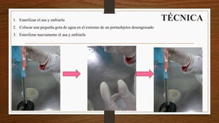 TÉCNICA1. Esterilizar el asa y enfriarla
2. Colocar una pequeña gota de agua en el extremo de un portaobjetos desengrasado
3. Esterilizar nuevamente el asa y enfriarla
 