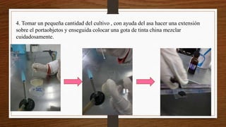 4. Tomar un pequeña cantidad del cultivo , con ayuda del asa hacer una extensión
sobre el portaobjetos y enseguida colocar una gota de tinta china mezclar
cuidadosamente.
 