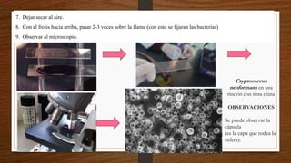 Cryptococcus
neoformans en una
tinción con tinta china
OBSERVACIONES
Se puede observar la
cápsula
(es la capa que rodea la
esfera).
7. Dejar secar al aire.
8. Con el frotis hacia arriba, pasar 2-3 veces sobre la flama (con esto se fijaran las bacterias)
9. Observar al microscopio.
 