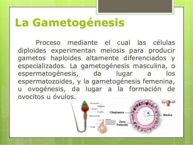 Proceso de Gametogénesis