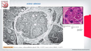 ACINO SEROSO
 