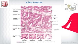 GLÁNDULA PAROTIDA
 