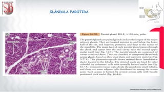 GLÁNDULA PAROTIDA
 