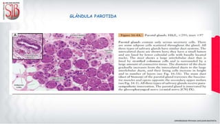 GLÁNDULA PAROTIDA
 