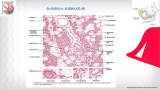 GLÁNDULA SUBMAXILAR
 