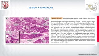 GLÁNDULA SUBMAXILAR
 