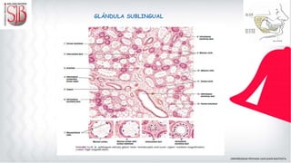 GLÁNDULA SUBLINGUAL
 
