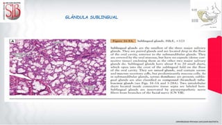 GLÁNDULA SUBLINGUAL
 