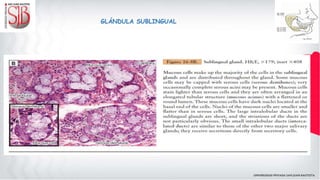 GLÁNDULA SUBLINGUAL
 