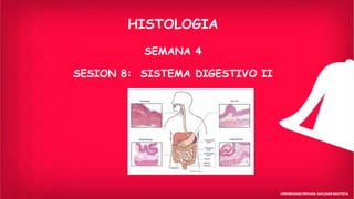 HISTOLOGIA
SEMANA 4
SESION 8: SISTEMA DIGESTIVO II
 