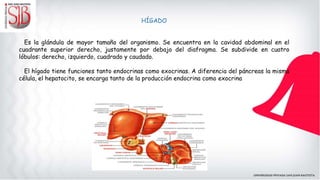HÍGADO
Es la glándula de mayor tamaño del organismo. Se encuentra en la cavidad abdominal en el
cuadrante superior derecho, justamente por debajo del diafragma. Se subdivide en cuatro
lóbulos: derecho, izquierdo, cuadrado y caudado.
El hígado tiene funciones tanto endocrinas como exocrinas. A diferencia del páncreas la misma
célula, el hepatocito, se encarga tanto de la producción endocrina como exocrina
 