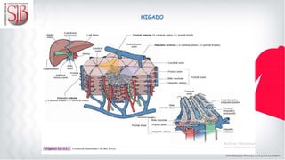HIGADO
 