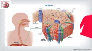 HIGADO
 