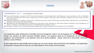 HIGADO
Los hepatocitos están distribuidos en lobulillos de forma hexagonal, miden 2 mm de longitud y 0.7 mm de diámetro con
límites muy escasos de tejido conectivo (lobulillo clásico). Los espacios porta es la intersección de tres lobulillos
hepáticos. Acá encontramos a una arteriola, rama de la arteria hepática; vénula, rama de la vena porta; conductos
biliares y vasos linfáticos.
El eje longitudinal de cada lobulillo está ocupado por una vena central, rama inicial de la vena hepática. Los hepatocitos
se proyectan al igual que los rayos de una rueda desde la vena central y forman placas
 