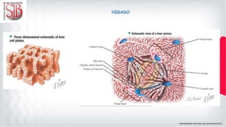 HIGADO
 