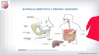 GLÁNDULAS DIGESTIVAS Y ORGANOS ASOCIADOS
 