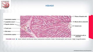 HIGADO
 