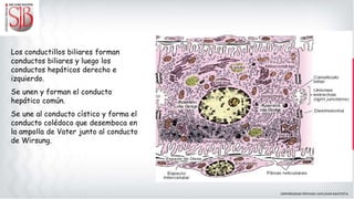 Los conductillos biliares forman
conductos biliares y luego los
conductos hepáticos derecho e
izquierdo.
Se unen y forman el conducto
hepático común.
Se une al conducto cístico y forma el
conducto colédoco que desemboca en
la ampolla de Vater junto al conducto
de Wirsung.
 