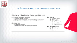 GLÁNDULAS DIGESTIVAS Y ORGANOS ASOCIADOS
 
