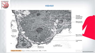 HIGADO
 