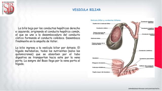 La bilis baja por los conductos hepáticos derecho
e izquierdo, originando el conducto hepático común,
el que se une a la desembocadura del conducto
cístico formando el conducto colédoco. Desemboca
finalmente en la ampolla de Vater.
La bilis ingresa a la vesícula biliar por éstasis. El
hígado metaboliza, todos los nutrientes (salvo los
quilomicrones) que se absorben por el tubo
digestivo se transportan hacia este por la vena
porta. La sangre del Bazo llega por la vena porta al
hígado.
VESICULA BILIAR
 