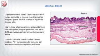 VESICULA BILIAR
La pared tiene tres capas. En una vesícula biliar
vacía o contraída, la mucosa muestra muchos
pliegues, que se aplanan cuando el órgano se
llena de bilis.
Esta vesícula biliar ligeramente distendida tiene
solo unos pocos pliegues pequeños. Los haces
de fibras musculares lisas forman la muscularis
media.
La serosa contiene una rica red de canales
linfáticos (*) y escubierto externamente por
mesotelio escamoso simple del peritoneo
 