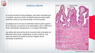 VESICULA BILIAR
La mucosa muestra muchos pliegues, que están revestidos por
un epitelio columnar simple. El epitelio descansa sobre tejido
conectivo suelto y muy vascularizado: la lámina propia.
Los pliegues de la mucosa se extienden hasta la parte superior
de la muscular y se parecen a las vellosidades, pero a diferencia
de las vellosidades, desaparecen en un órgano distendido.
Las células del músculo liso de la muscular están orientadas en
diferentes direcciones: longitudinal, circular y oblicua. Una
capa más externa de tejido conectivo irregular denso
constituye la adventicia.
 