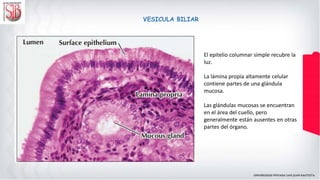 VESICULA BILIAR
El epitelio columnar simple recubre la
luz.
La lámina propia altamente celular
contiene partes de una glándula
mucosa.
Las glándulas mucosas se encuentran
en el área del cuello, pero
generalmente están ausentes en otras
partes del órgano.
 