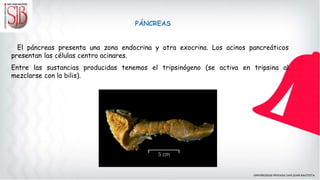 PÁNCREAS
El páncreas presenta una zona endocrina y otra exocrina. Los acinos pancreáticos
presentan las células centro acinares.
Entre las sustancias producidas tenemos el tripsinógeno (se activa en tripsina al
mezclarse con la bilis).
 