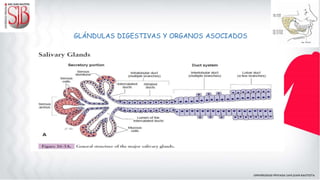 GLÁNDULAS DIGESTIVAS Y ORGANOS ASOCIADOS
 