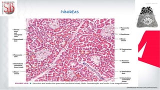 PÁNCREAS
 
