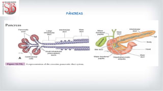 PÁNCREAS
 