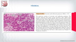 PÁNCREAS
 