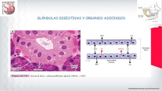 GLÁNDULAS DIGESTIVAS Y ORGANOS ASOCIADOS
 