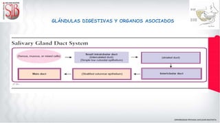 GLÁNDULAS DIGESTIVAS Y ORGANOS ASOCIADOS
 