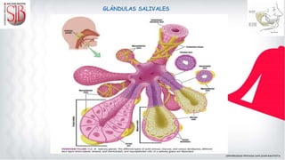 GLÁNDULAS SALIVALES
 