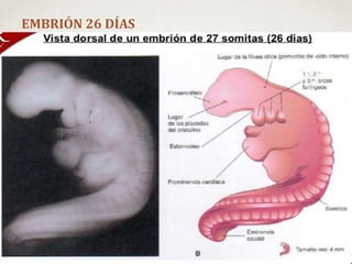 EMBRIÓN 26 DÍAS
 