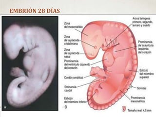 EMBRIÓN 28 DÍAS
 