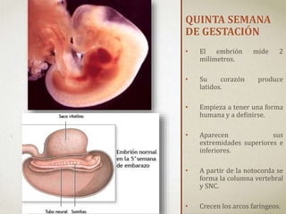 QUINTA SEMANA
DE GESTACIÓN
• El embrión mide 2
milímetros.
• Su corazón produce
latidos.
• Empieza a tener una forma
humana y a definirse.
• Aparecen sus
extremidades superiores e
inferiores.
• A partir de la notocorda se
forma la columna vertebral
y SNC.
• Crecen los arcos faríngeos.
 