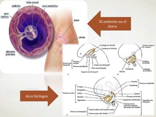 Arco faríngeo
El embrión en el
útero
 