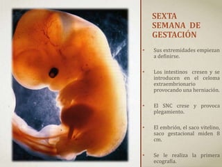 SEXTA
SEMANA DE
GESTACIÓN
• Sus extremidades empiezan
a definirse.
• Los intestinos cresen y se
introducen en el celoma
extraembrionario
provocando una herniación.
• El SNC crese y provoca
plegamiento.
• El embrión, el saco vitelino,
saco gestacional miden 8
cm.
• Se le realiza la primera
ecografía.
 