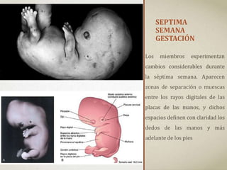 SEPTIMA
SEMANA
GESTACIÓN
Los miembros experimentan
cambios considerables durante
la séptima semana. Aparecen
zonas de separación o muescas
entre los rayos digitales de las
placas de las manos, y dichos
espacios definen con claridad los
dedos de las manos y más
adelante de los pies
 