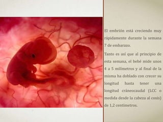 El embrión está creciendo muy
rápidamente durante la semana
7 de embarazo.
Tanto es así que al principio de
esta semana, el bebé mide unos
4 a 5 milímetros y al final de la
misma ha doblado con crecer su
longitud hasta tener una
longitud cráneocaudal (LCC o
medida desde la cabeza al coxis)
de 1,2 centímetros.
 