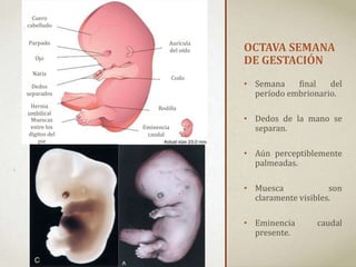 OCTAVA SEMANA
DE GESTACIÓN
• Semana final del
período embrionario.
• Dedos de la mano se
separan.
• Aún perceptiblemente
palmeadas.
• Muesca son
claramente visibles.
• Eminencia caudal
presente.
Cuero
cabelludo
Parpado
Ojo
Aurícula
del oído
Nariz
Dedos
separados
Hernia
umbilical
Muescas
entre los
dígitos del
pie
Eminencia
caudal
Rodilla
Codo
 