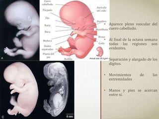 Nariz
Cuero
cabelludo
Parpado
Ojo
Dedos
separados
Muñeca
Planta del
pie
Boca
Rodilla
Codo
Brazo
Mandíbula
Hombro
Aurícula
del oído
• Aparece plexo vascular del
cuero cabelludo.
• Al final de la octava semana
todas las regiones son
evidentes.
• Separación y alargado de los
dígitos.
• Movimientos de las
extremidades
• Manos y pies se acercan
entre si.
 