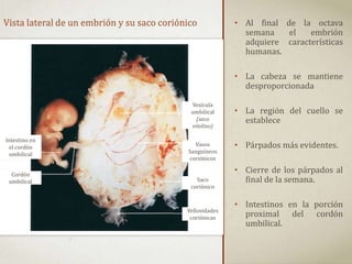 • Al final de la octava
semana el embrión
adquiere características
humanas.
• La cabeza se mantiene
desproporcionada
• La región del cuello se
establece
• Párpados más evidentes.
• Cierre de los párpados al
final de la semana.
• Intestinos en la porción
proximal del cordón
umbilical.
Vellosidades
coriónicas
Saco
coriónico
Vasos
Sanguíneos
coriónicos
Vesícula
umbilical
(saco
vitelino)
Intestino en
el cordón
umbilical
Cordón
umbilical
Vista lateral de un embrión y su saco coriónico
 