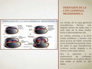 DERIVADOS DE LA
CAPA GERMINAL
MESODERMICA.
Las células de la capa germinal
mesodérmica forman una
delgada lamina de tejido laxo a
cada lado de la línea media,
hacia el decimoséptimo día.
Las células cercanas a la línea
media proliferan y forman una
placa gruesa de tejido conocida
como mesodermo paraxial, hacia
los lados la capa mesodérmica
continua siendo delgada y se
conoce como placa lateral.
Con la aparición y la
coalescencia de cavidades
intercelulares en la placa lateral,
este tejido se divide en dos
capas.
 