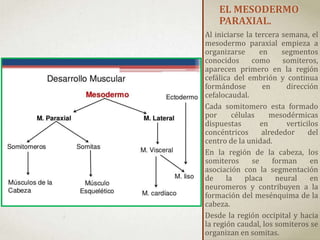EL MESODERMO
PARAXIAL.
Al iniciarse la tercera semana, el
mesodermo paraxial empieza a
organizarse en segmentos
conocidos como somiteros,
aparecen primero en la región
cefálica del embrión y continua
formándose en dirección
cefalocaudal.
Cada somitomero esta formado
por células mesodérmicas
dispuestas en verticilos
concéntricos alrededor del
centro de la unidad.
En la región de la cabeza, los
somiteros se forman en
asociación con la segmentación
de la placa neural en
neuromeros y contribuyen a la
formación del mesénquima de la
cabeza.
Desde la región occipital y hacia
la región caudal, los somiteros se
organizan en somitas.
 